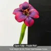 purplish red