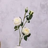 สีขาว