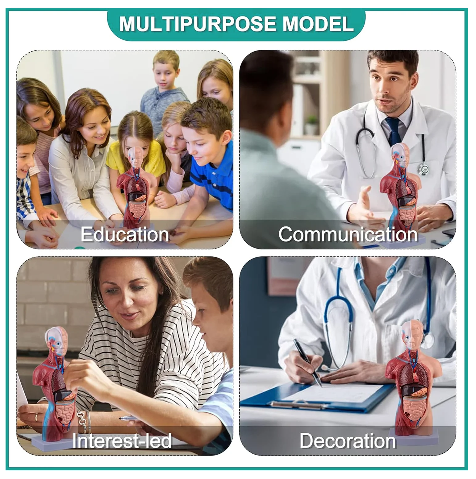 PVC Heart and Lung Auscultation Model Palpation Manikin Heart-lung Stethoscope Heart and Lung Auscultation Manikin
