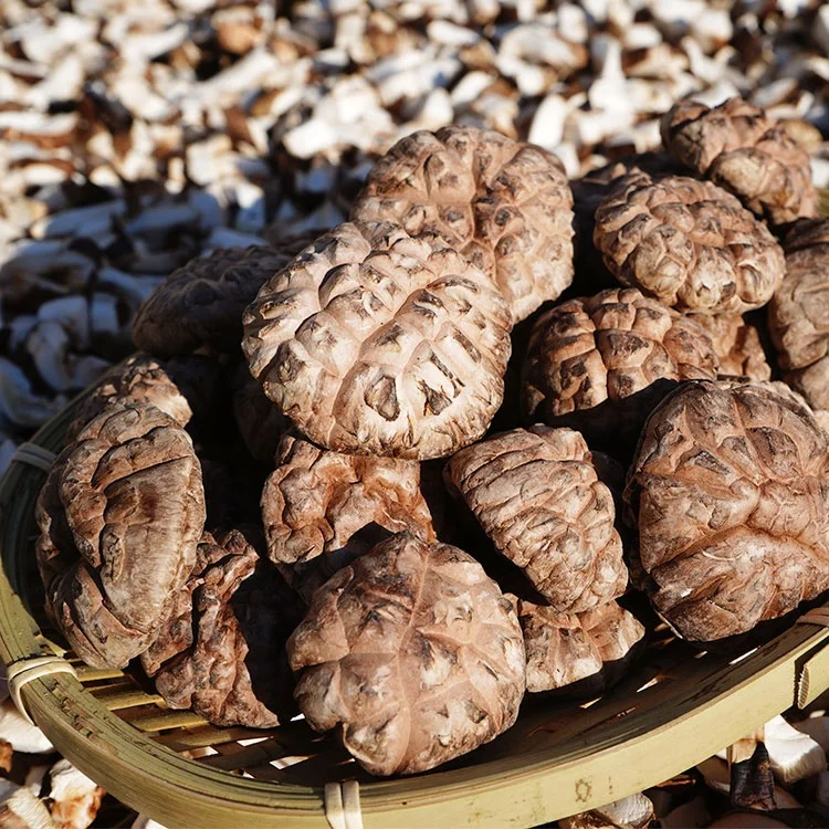 Сушеный цветочный гриб шиитаке высшего уровня