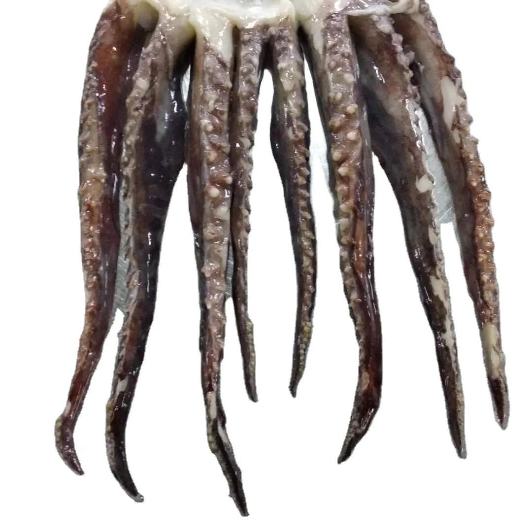 X6625 Frozen Giant Squid Head Manufacturer High Quality Wholesale Tentacles 1kg+