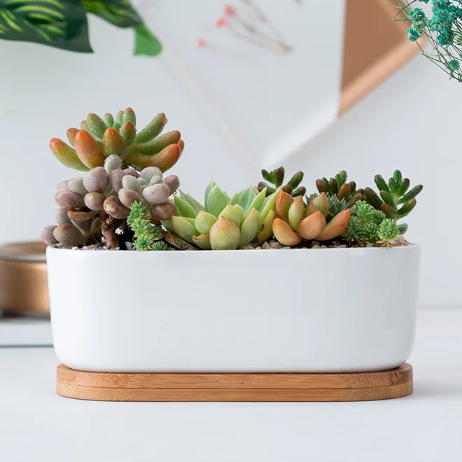 HOT Ceramic Small Oval Shaped White Succulent Pots with Bamboo Tray and  Drainage Hole Minimalist Garden Cactus Plant Holder