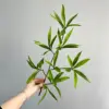 Flat short branches - Litsea cubeba leaves