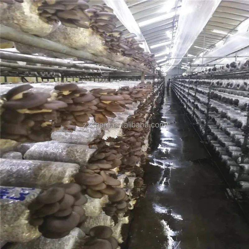 Semi Automatic Mushroom Substrate Compost Filling Machine Mushroom Growing Equipment