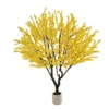 Jasmin d'hiver