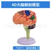 Mini cerveau d'assemblage 4D