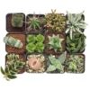 Diverse colors