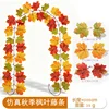 เถาวัลย์เมเปิ้ลฤดูใบไม้ร่วง 21 หัว - B [2ม.]