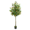 Orangeier 180cm