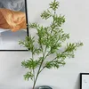 Nuova Murraya verde chiaro