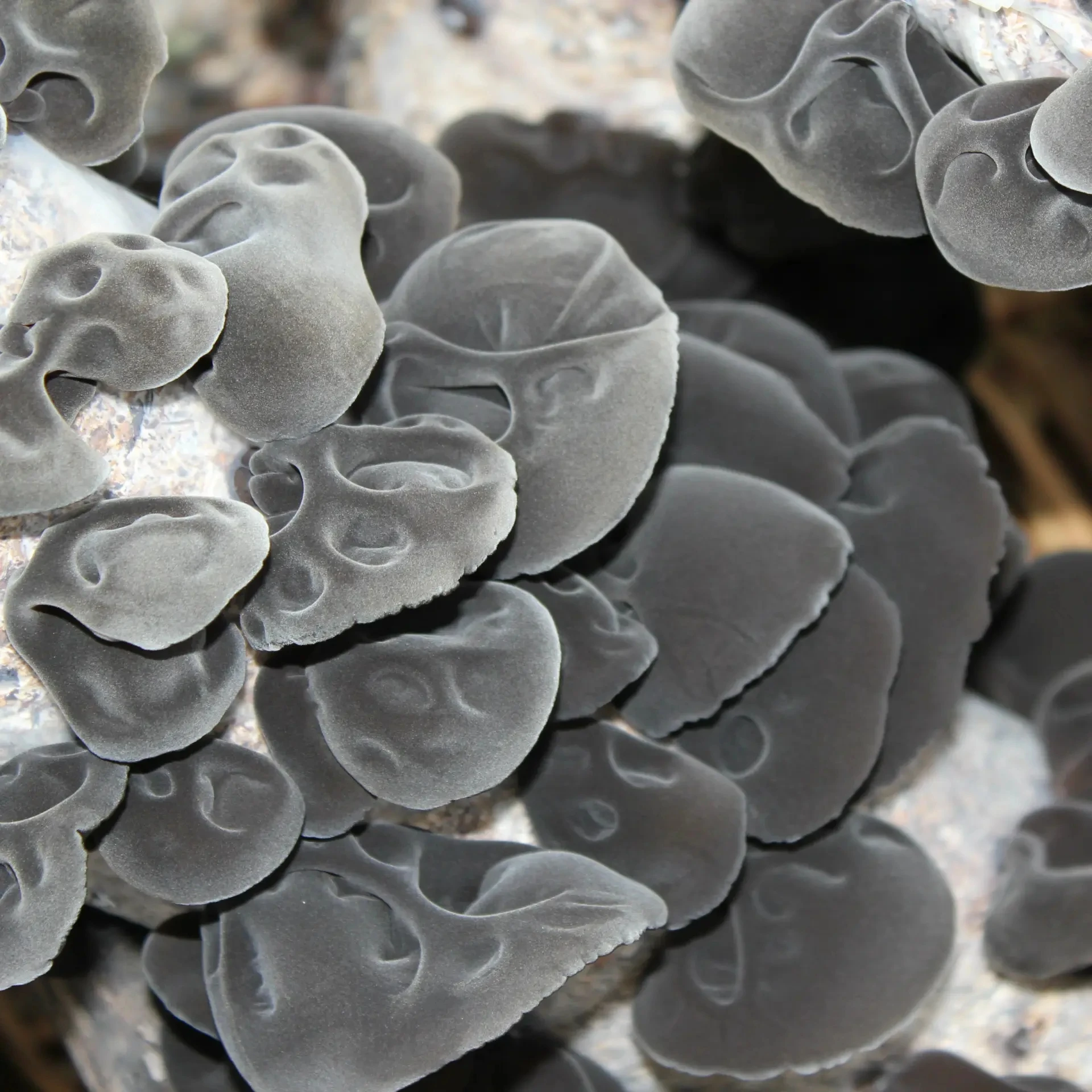 Huaran Yulin Guangxi китайские съедобные грибы оптовая продажа волосатая спина большие Аурикулярные аурикулы-Иуды сушеные черные грибки для еды