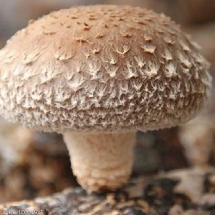 dried mushroom