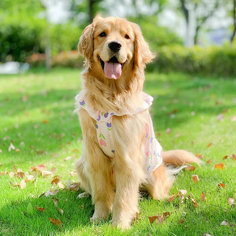 dresses for golden retrievers Can you guess what each costume is? : r/goldenretrievers