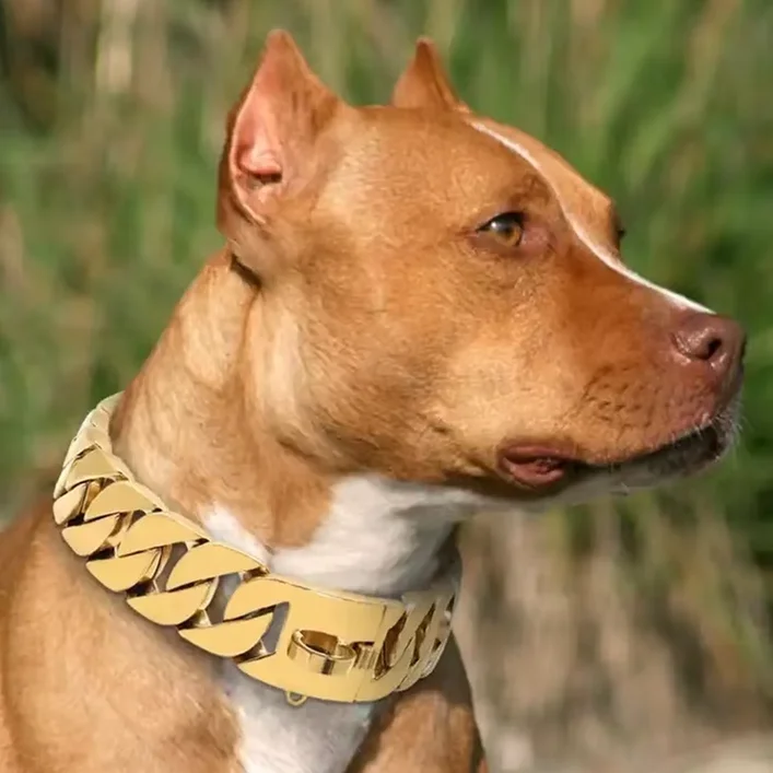 Gold Chain American Bully Accessories Luxury Gold Collars Big Dog