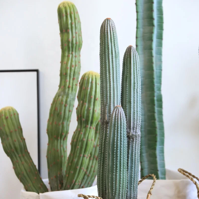 areolen kaktus Pyrrhocactus sp. | Botanical Archive main image 0