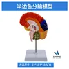 Composant cerveau-1 demi-couleur