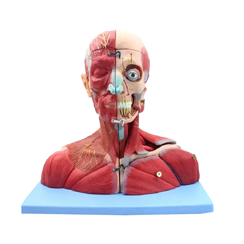 Медицинская профессиональная Анатомия человека модель нейроэнцефалона для головы и шеи
