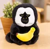 White-faced monk-faced monkey-banana