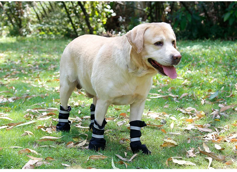 Dog shoes deals for labrador