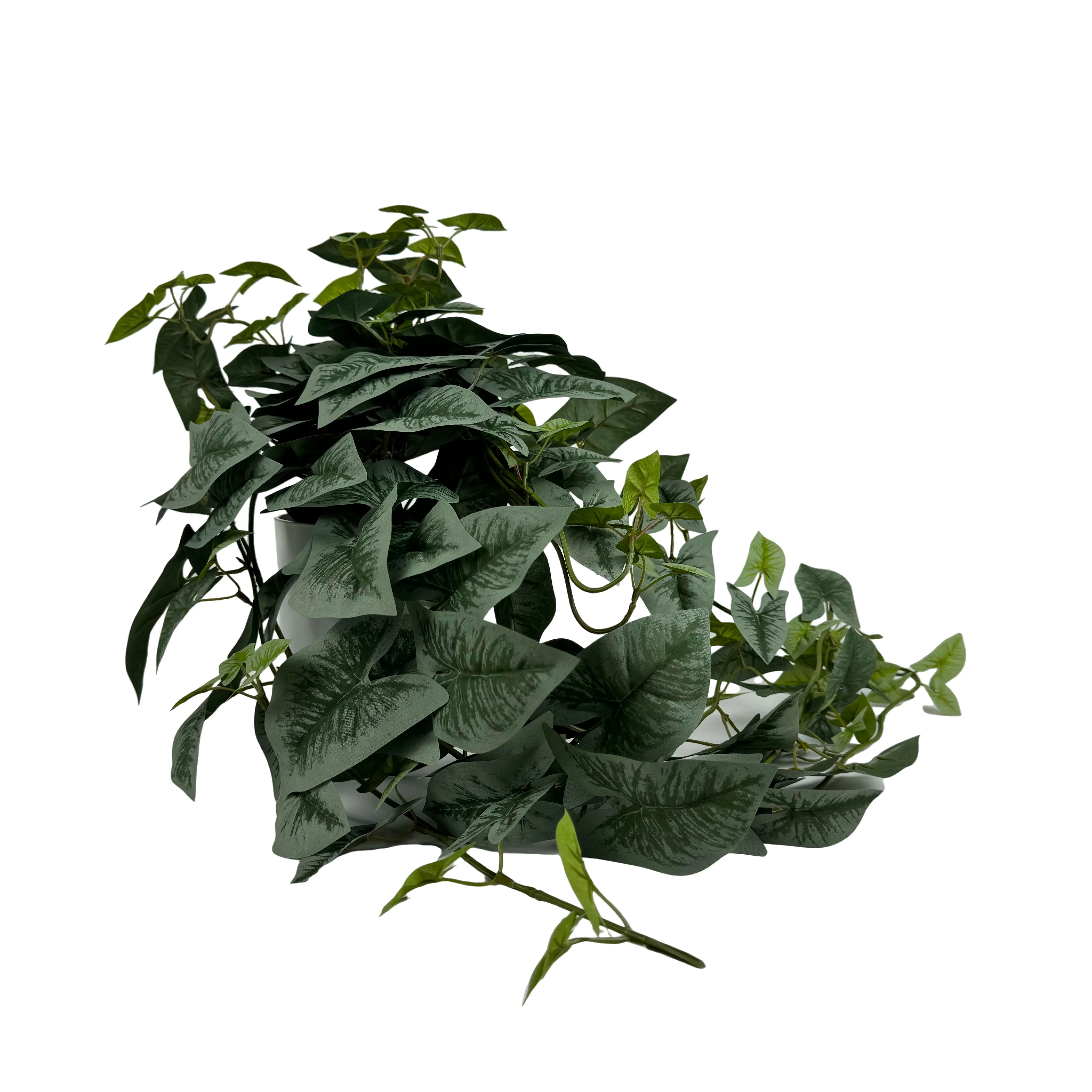 big zz plant for sale il Raven ZZ Plant  Chicago Plants