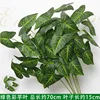 Foglie/steli di taro verde