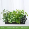 Luoshen (Adecuado para jardineras de 60 cm)