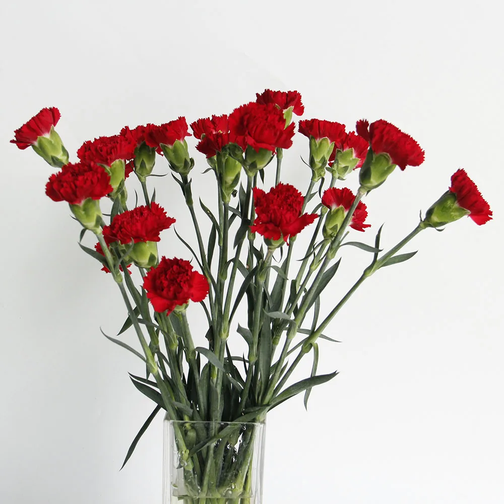 Fresh Cut Flower Bulk China Agriculture Ornamental Plants Fresh Cut Flowers Red Carnation Buy