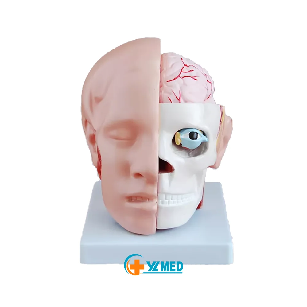 Human Head Anatomical Model 4-Part Life-Size Head Brain Cross Section Anatomy for Science Classroom Education Study Teaching