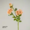 Light brown with burnt edges rose