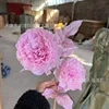 Luoyang Peony