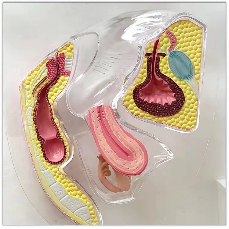 Модель женской репродуктивной системы, прозрачная модель матки, демонстрация менструального Кубка