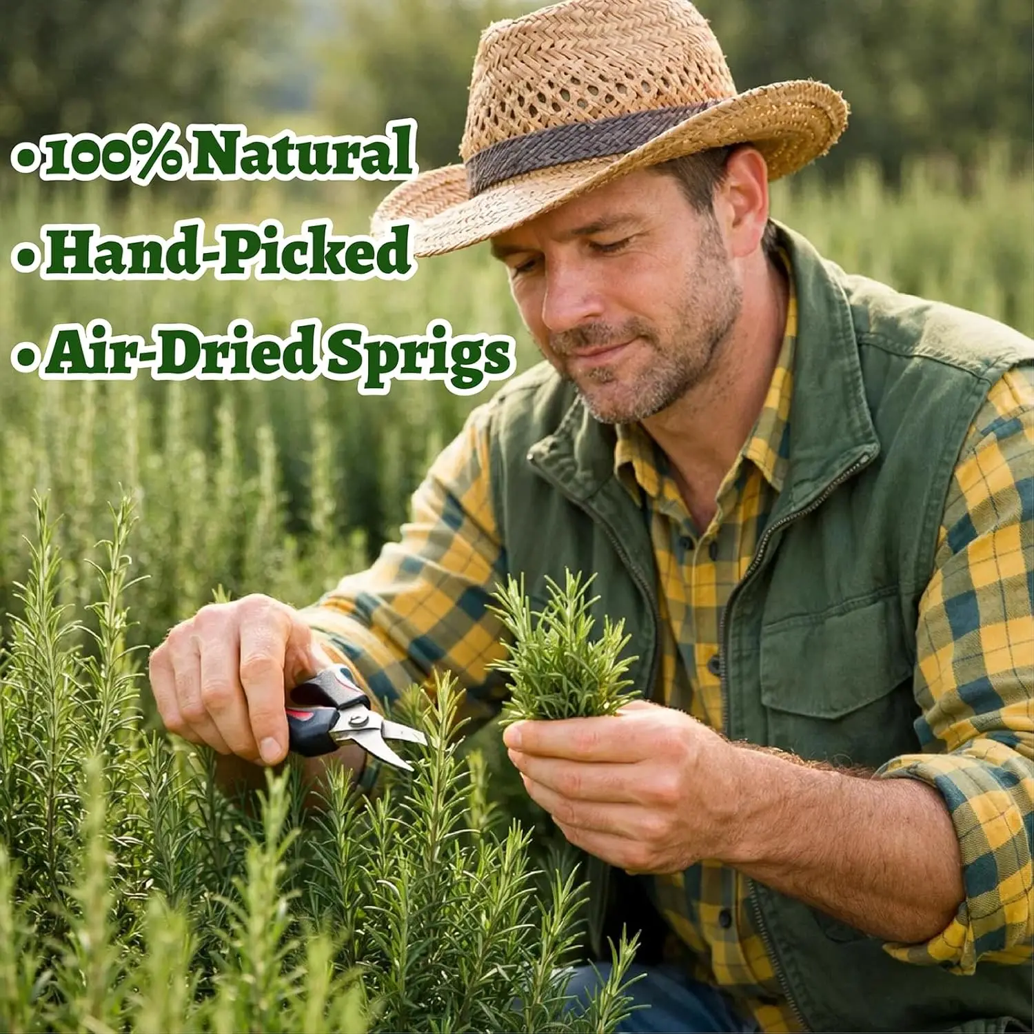 Freeze Dried Rosemary - Bulk Wholesale from China Factory H9e587dbe7064434795a4f7793b0199e2n