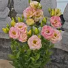 4# Liantus grandiflorum rosa