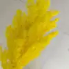 Giallo-chiaro