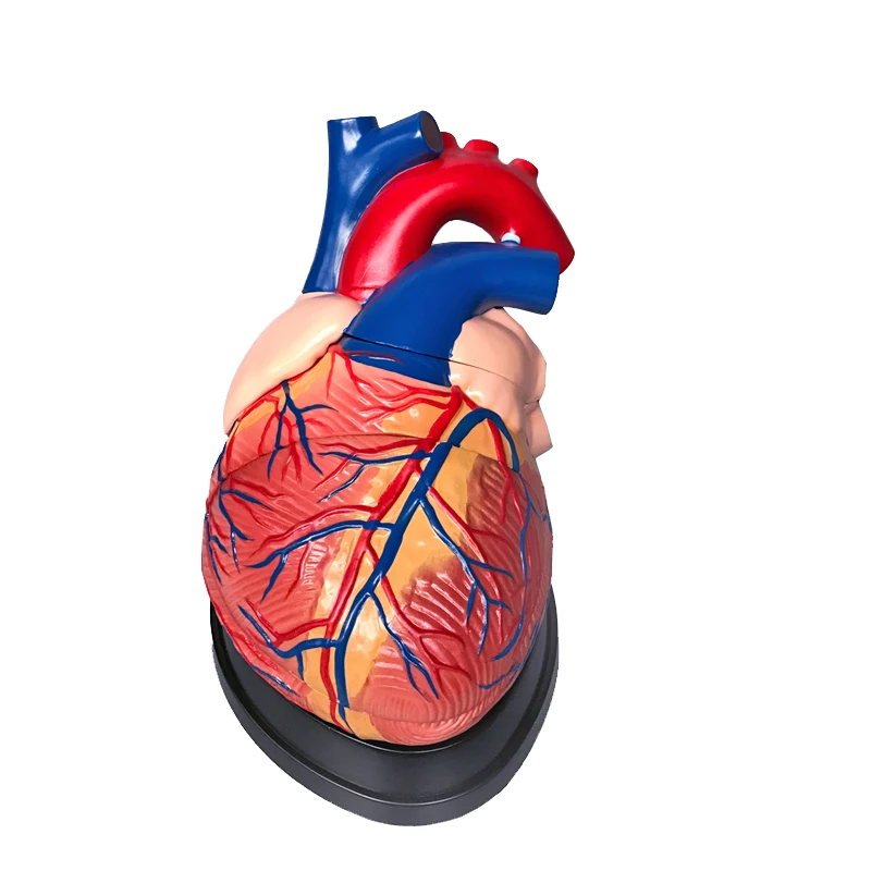 Medical Teaching Display Big Human Anatomical Heart Model For Classroon Study