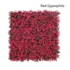 Red Gypsophila