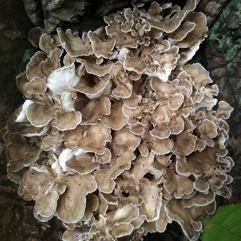 Sperma bilan teshiklarni pompalash