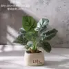 Planta en maceta de anturio Klein de 28 cm