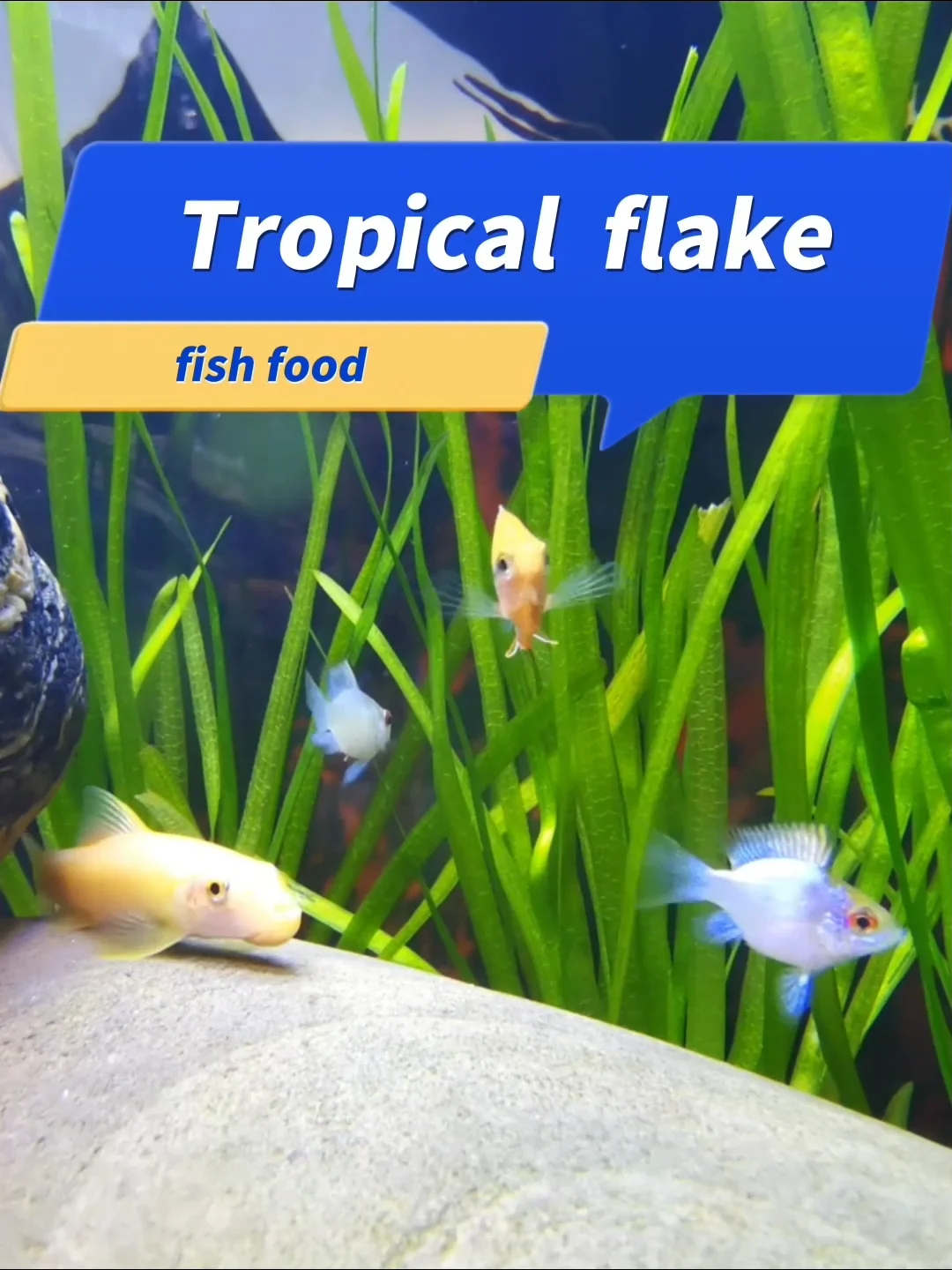 Aquarium Tropical Flakes Discus Flakes Fish Food Ornamental Fish Food ...