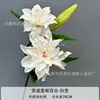 White lily
