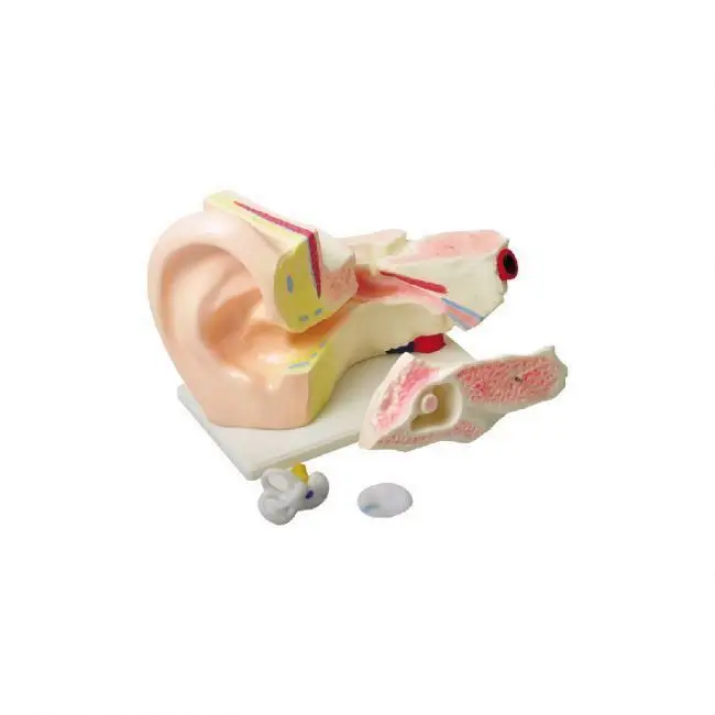 50105.03 Human Ear Model