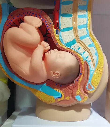 女性骨盤付属器官 成熟胎児模型 9ヶ月妊娠と発育 胎児子宮 生殖模型