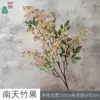 Nandina domestica fruit ZLZ Champagne color