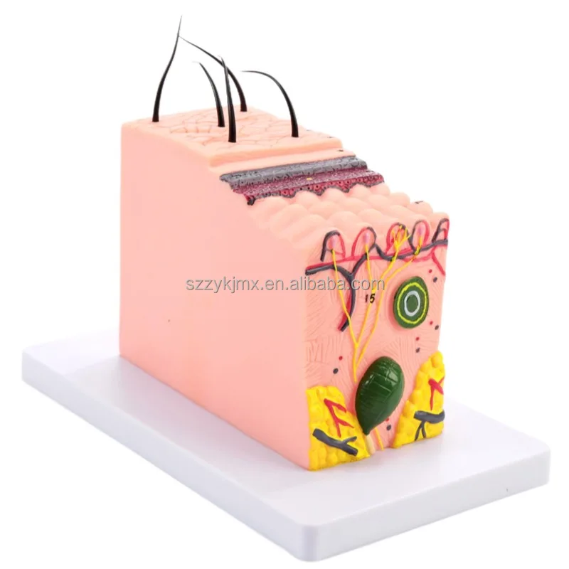 35X Enlarged Skin Anatomy Model - Detailed Skin Layer Structure With Hair For Medical Teaching