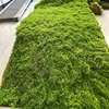 Green-014
