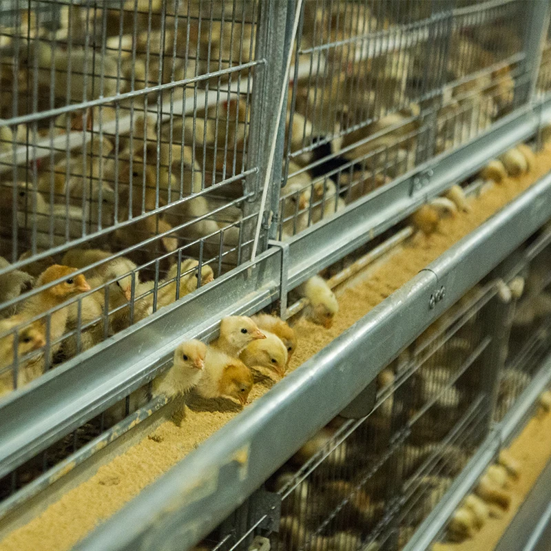 Alibaba.com: Automatic Pullet Baby Chicken Battery Brooder Cage for Day ...