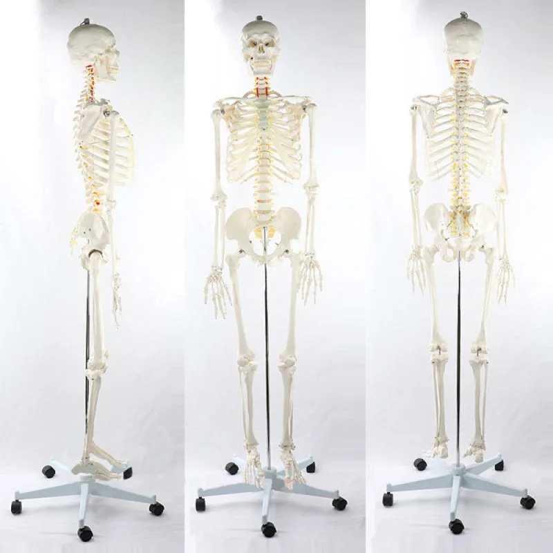 attrezzature didattiche di scienza medica 170 cm scheletro anatomico  modello di scheletro corpo intero modello di anatomia