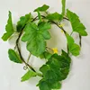 Una vite di zucca verde di 1,7 metri