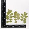 MH715 Juemingzi Natural green