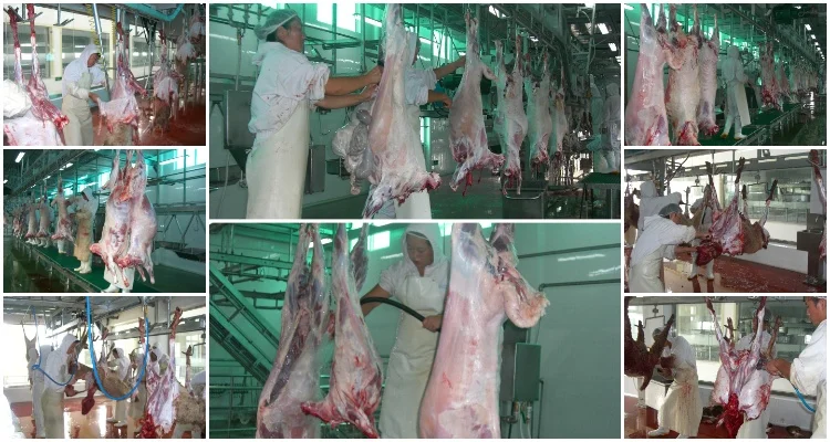 Efficient complete goat slaughtering machine for advanced lamb slaughtering equipment